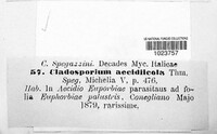 Cladosporium aecidiicola image